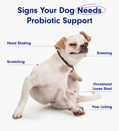 Probiotic Chew +