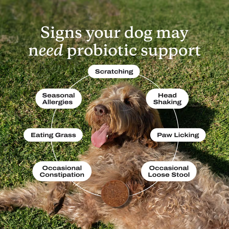 Probiotic Chew +