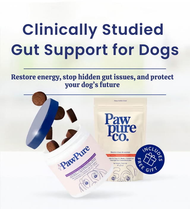 Probiotic Chew +