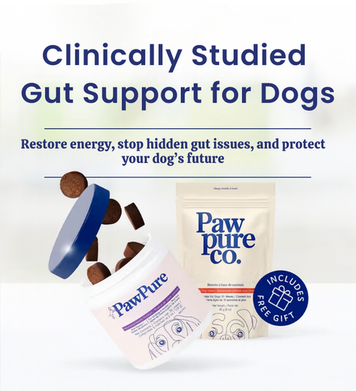 Probiotic Chew +