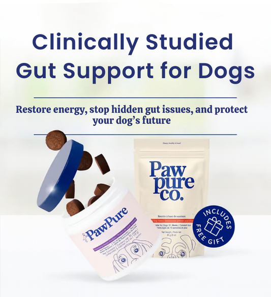 Probiotic Chew +